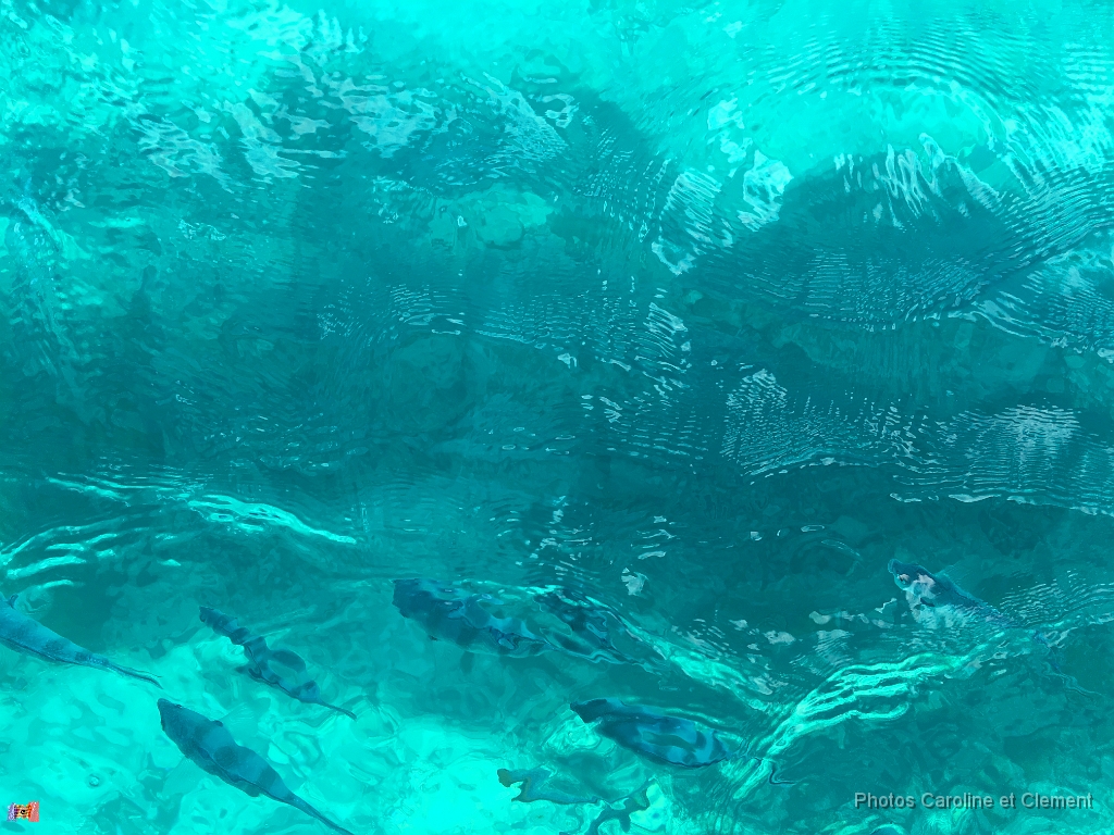 Ile Maurice Novembre 2016 17.jpg - Ile Maurice - Novembre 2016.
